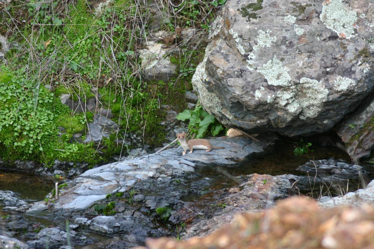 Camping La Brena Hotel Almodóvar del Río Esterno foto