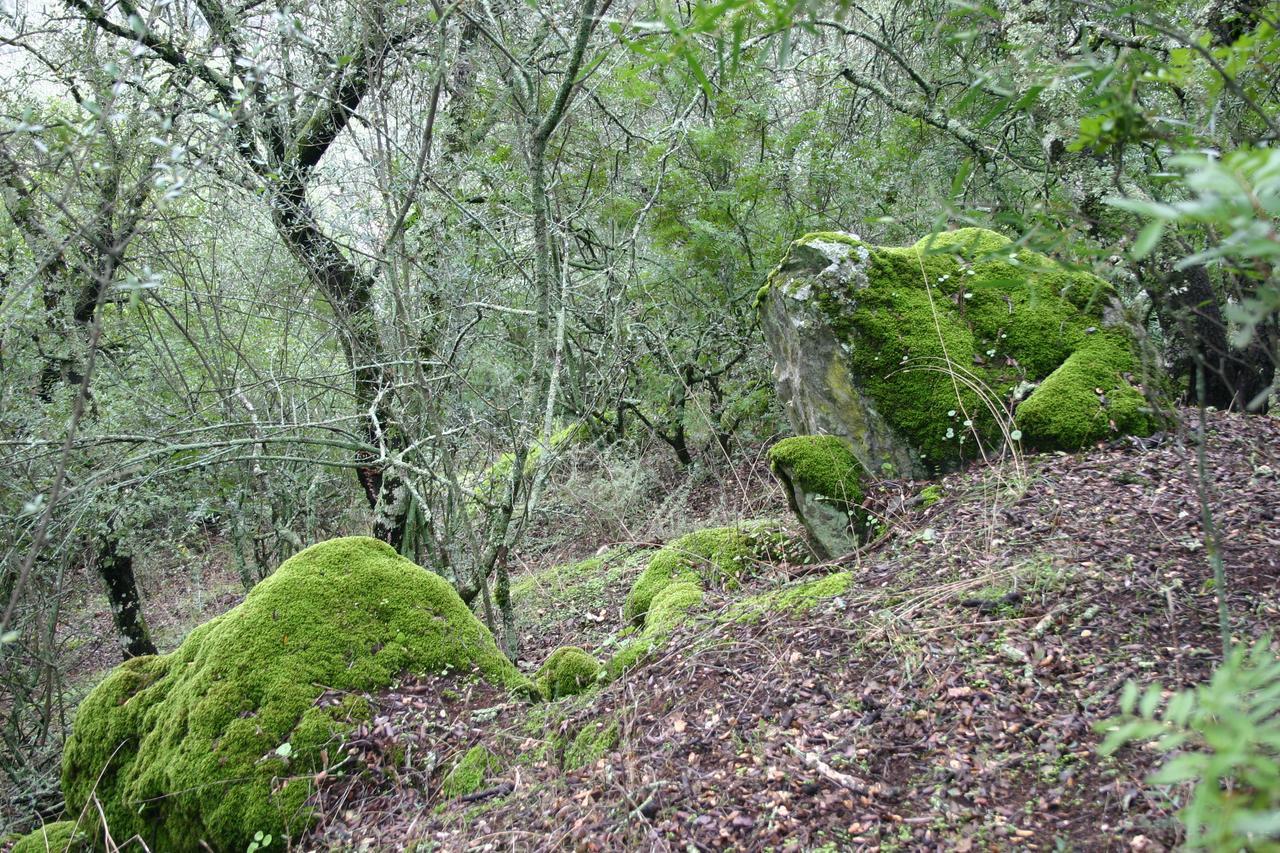 Camping La Brena Hotel Almodóvar del Río Esterno foto