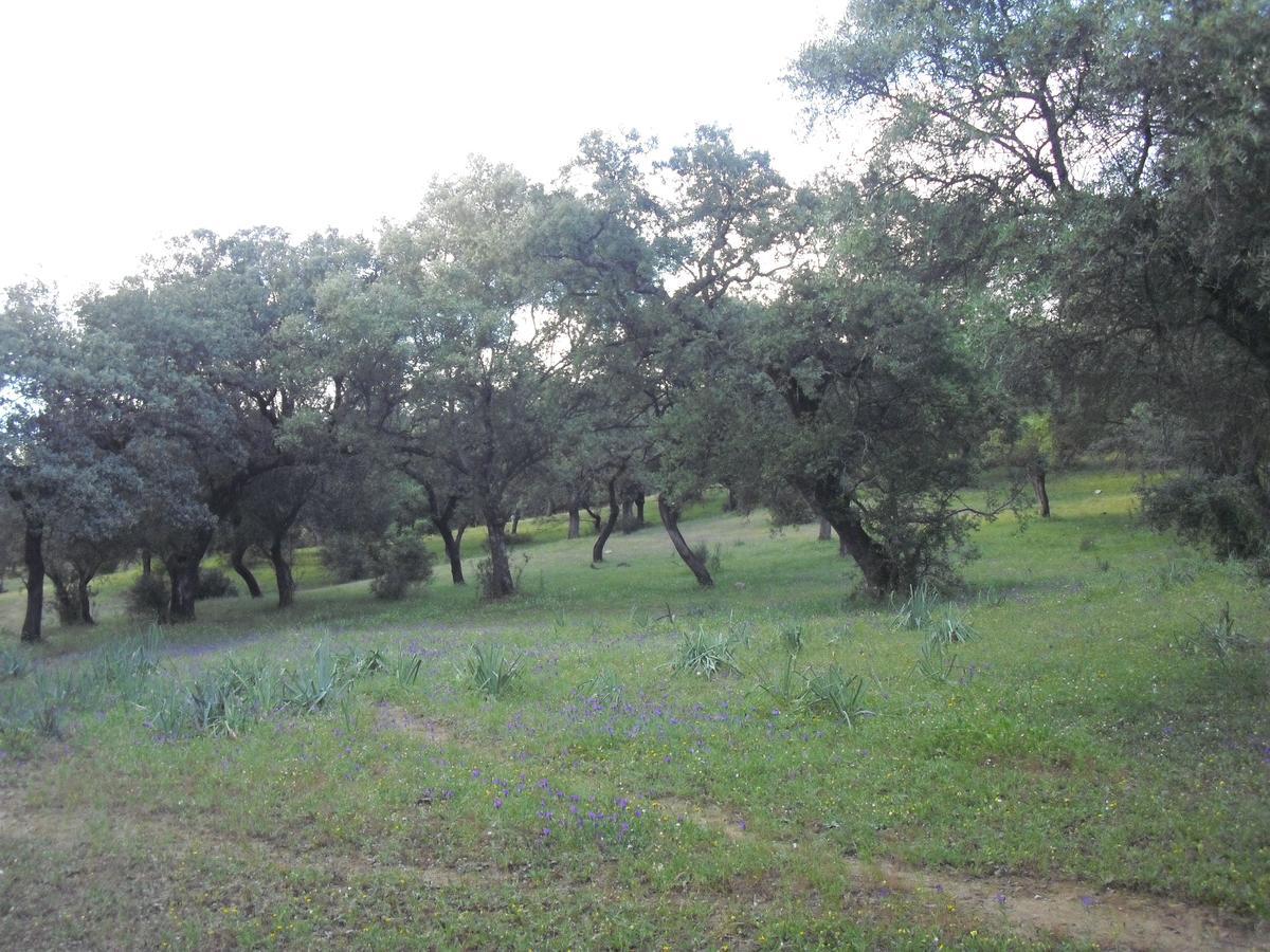 Camping La Brena Hotel Almodóvar del Río Esterno foto